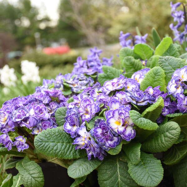 Bouquet Perfect™ 'Blue Ripples' Primrose (Primula) - Image 3