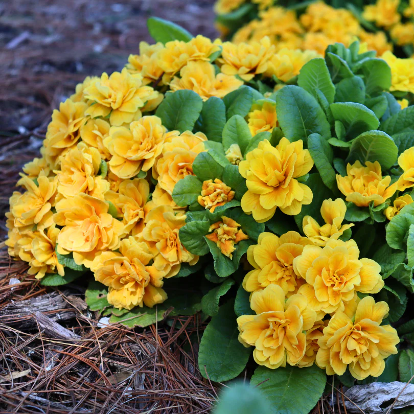 Bouquet Perfect™ 'Mandarin' Primrose (Primula)
