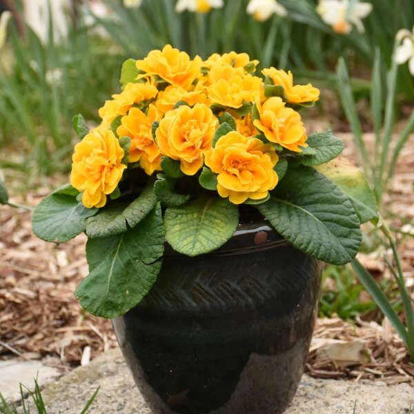 Bouquet Perfect™ 'Mandarin' Primrose (Primula) - Image 4