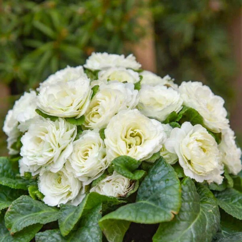 Bouquet Perfect™ ‘Spearmint’ Primrose (Primula)