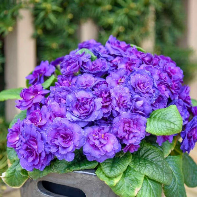 Bouquet Perfect™ ‘Violetta’ Primrose (Primula)