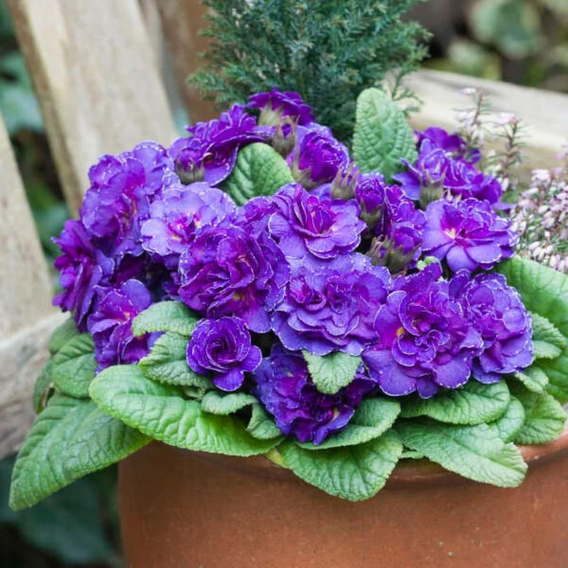 Bouquet Perfect™ ‘Violetta’ Primrose (Primula) - Image 2