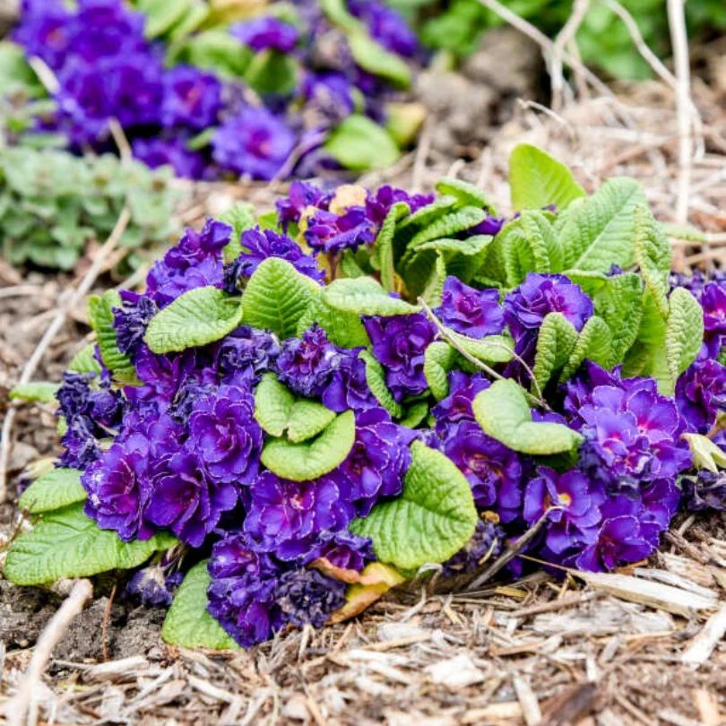 Bouquet Perfect™ ‘Violetta’ Primrose (Primula) - Image 3