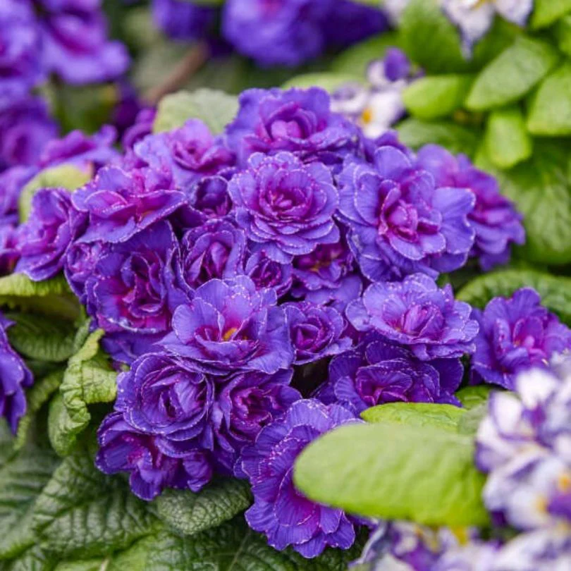 Bouquet Perfect™ ‘Violetta’ Primrose (Primula) - Image 4