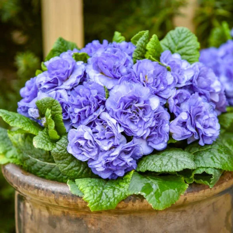 Bouquet Perfect™ ‘Watercolour Blue’ Primrose (Primula)