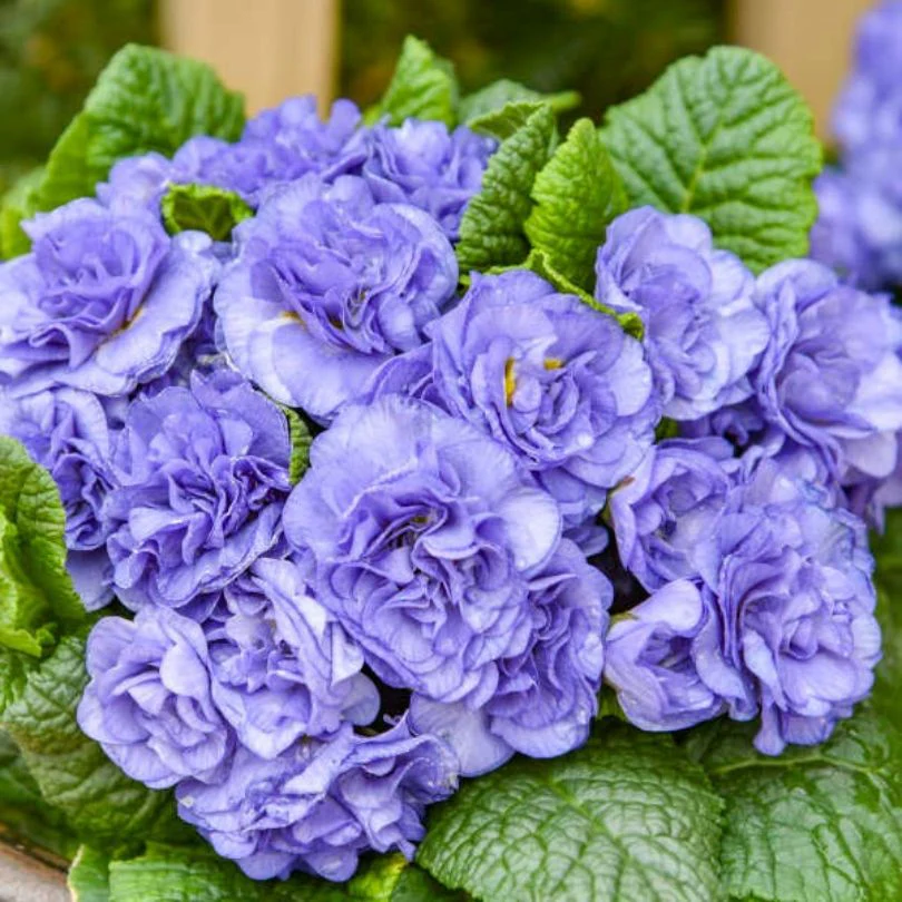 Bouquet Perfect™ ‘Watercolour Blue’ Primrose (Primula) - Image 3
