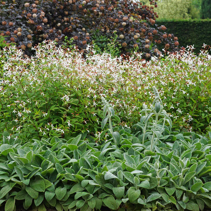 Bowman's Root