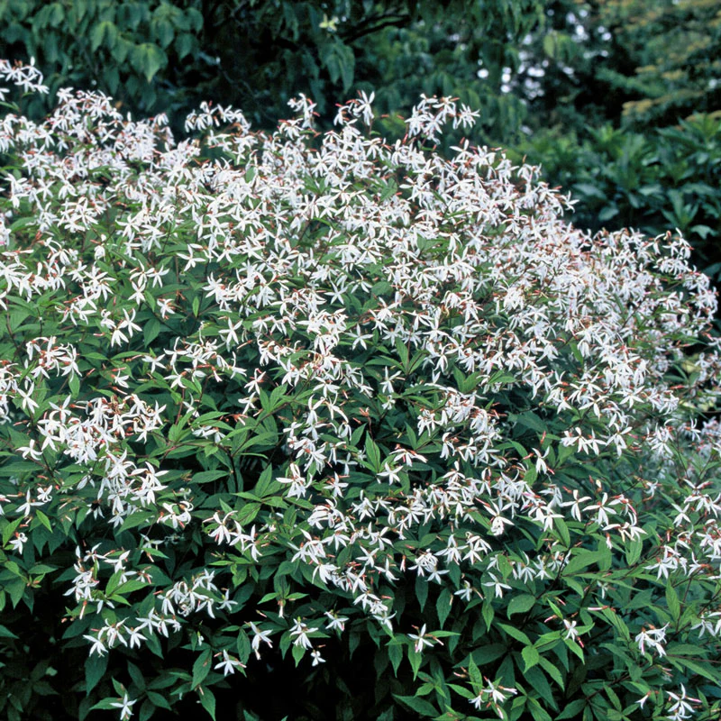 Bowman's Root - Image 8