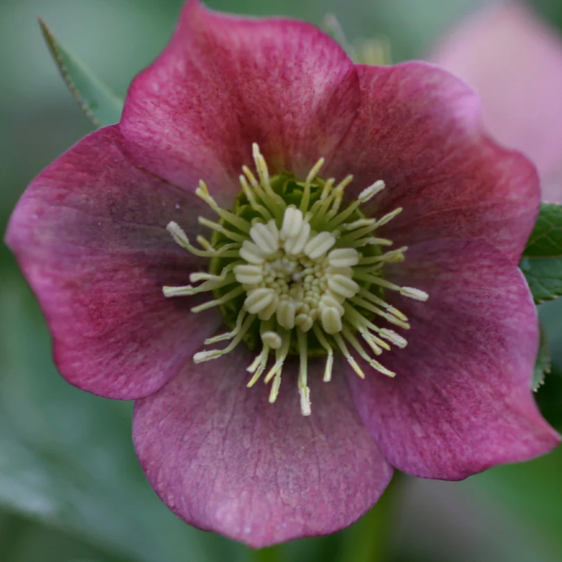 'Brandywine' Lenten Rose (Helleborus) - Image 2