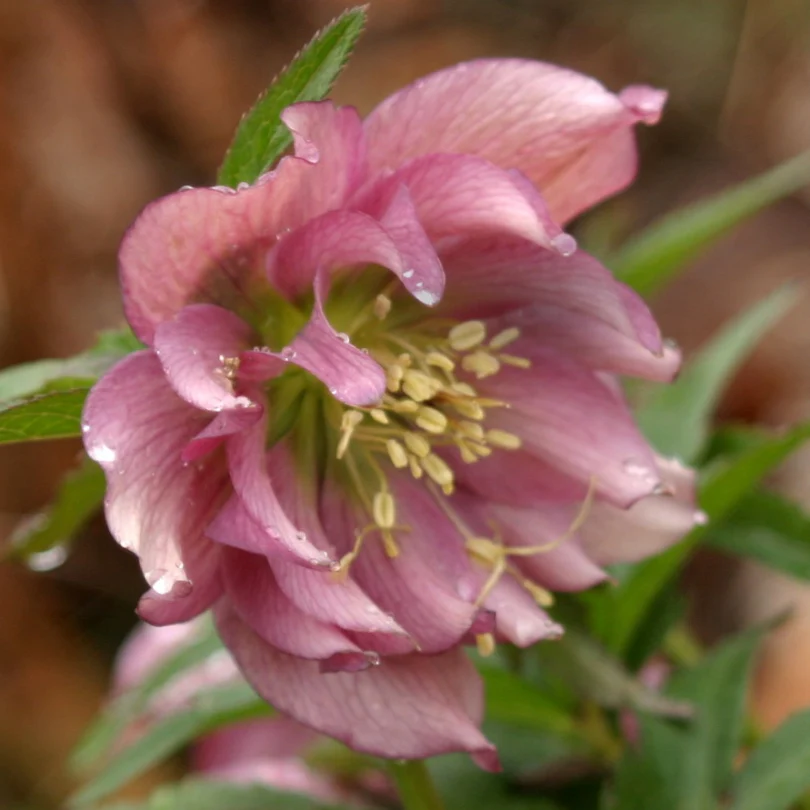 'Brandywine' Lenten Rose (Helleborus) - Image 3