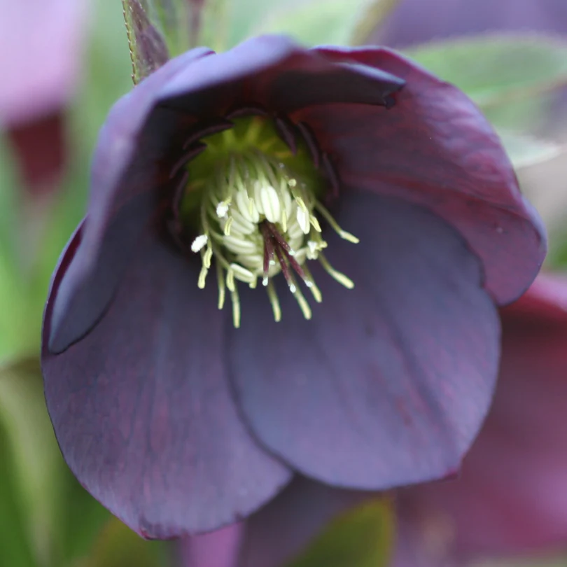'Brandywine' Lenten Rose (Helleborus) - Image 4