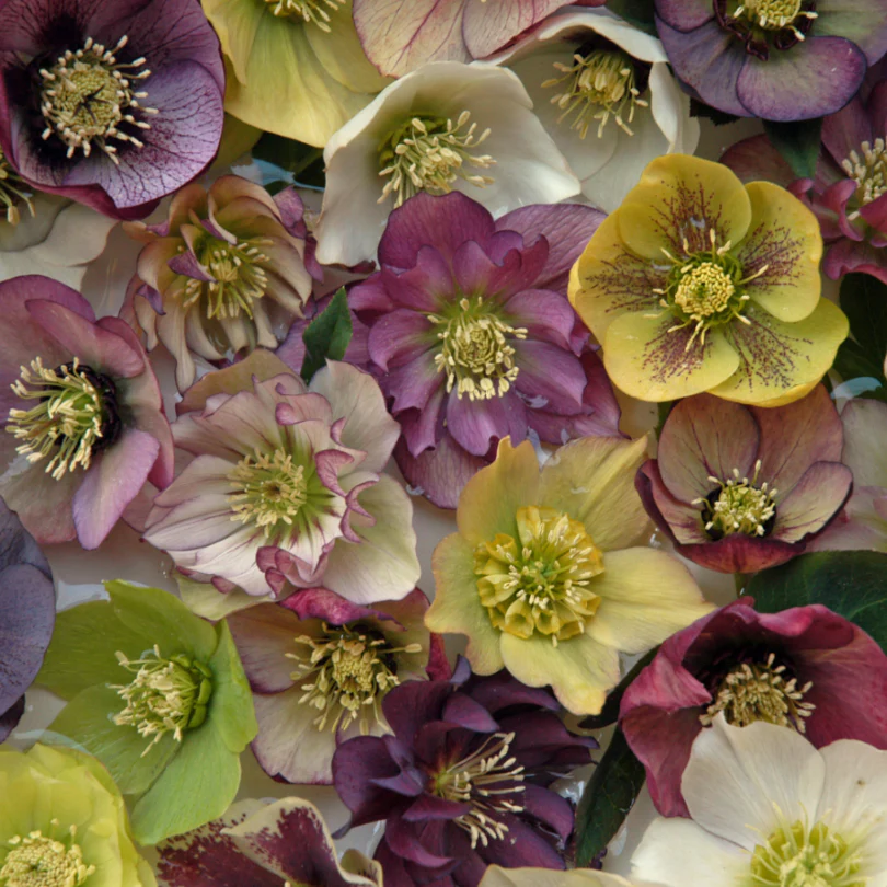 'Brandywine' Lenten Rose (Helleborus) - Image 5