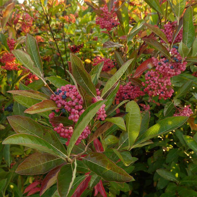 Brandywine™ Witherod Viburnum - Image 2