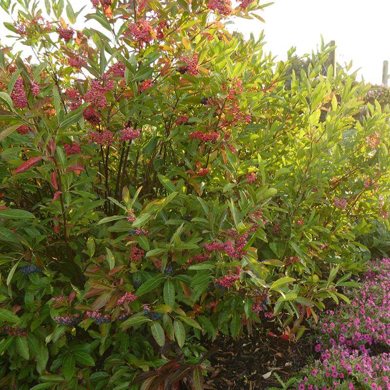 Brandywine™ Witherod Viburnum - Image 4