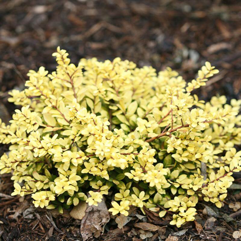 Brass Buckle® Japanese Holly