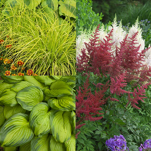 Brighten a Shady Spot Collection