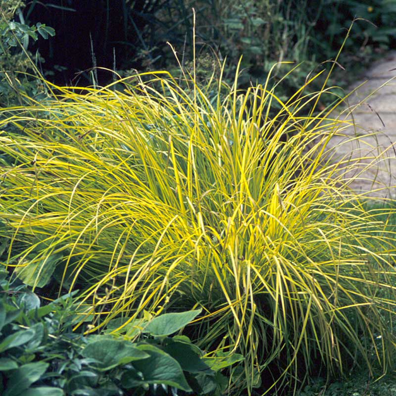 Brighten a Shady Spot Collection - Image 4