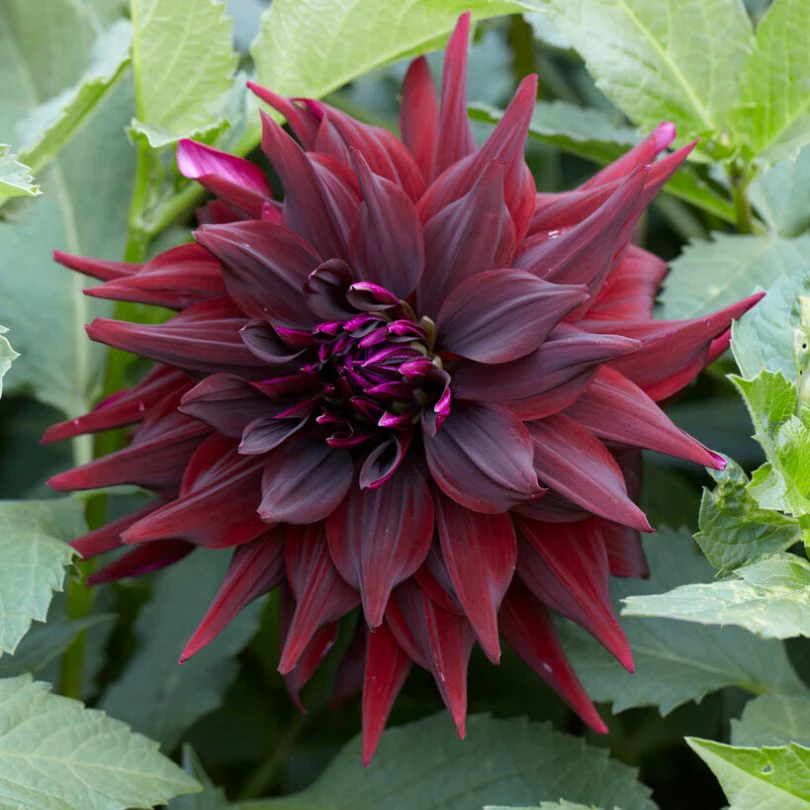 'Brigitta Alida' Dahlia