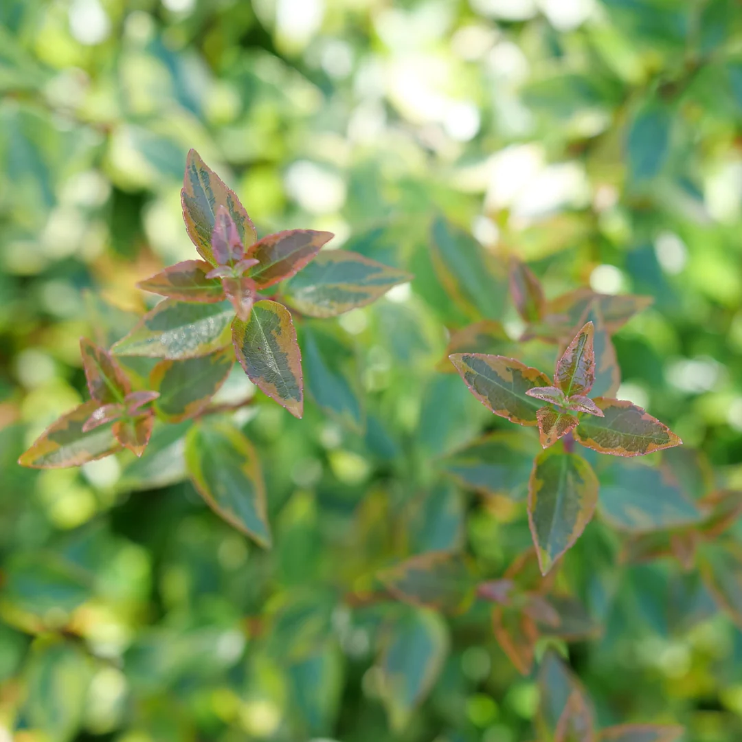 Brilliantina™ Abelia - Image 3