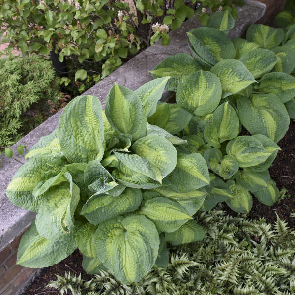 'Brother Stefan' Hosta - Image 4
