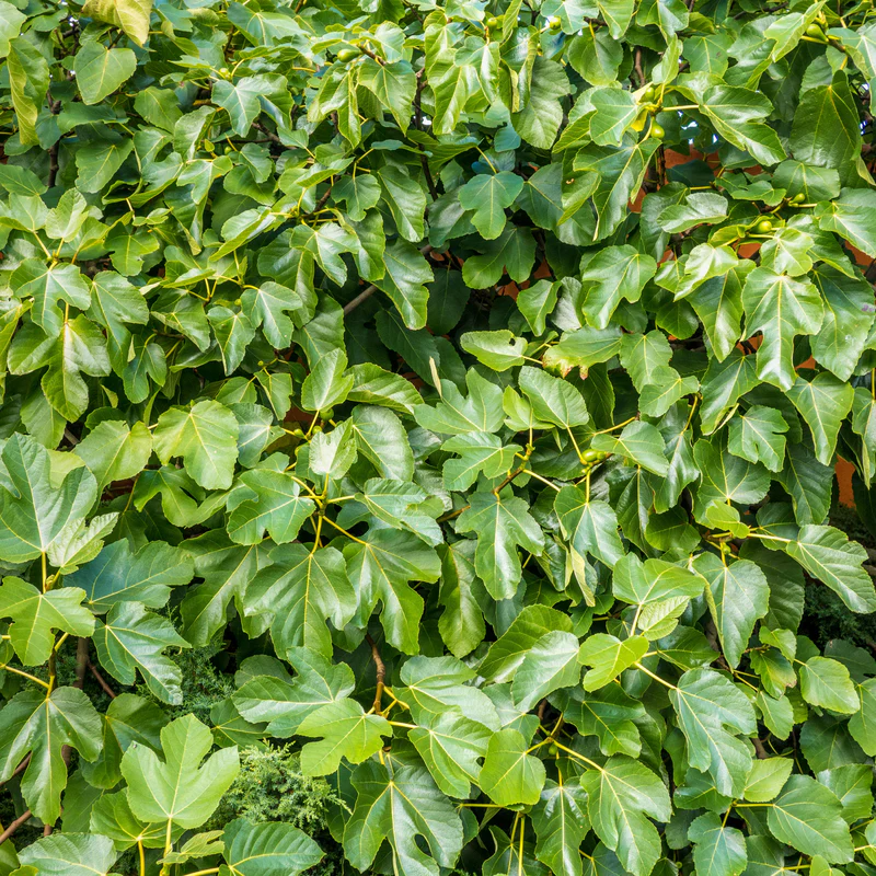 'Brown Turkey' Fig (Ficus) - Image 3
