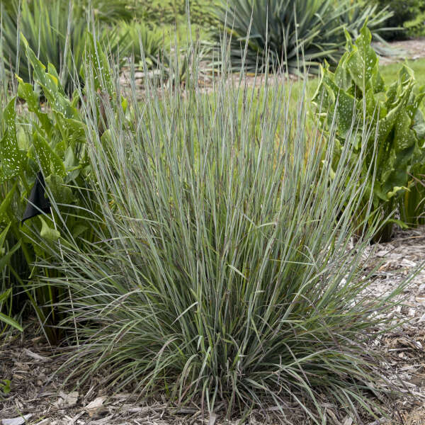 Prairie Winds® 'Brush Strokes' Little Bluestem Grass (Schizachyrium) - Image 2