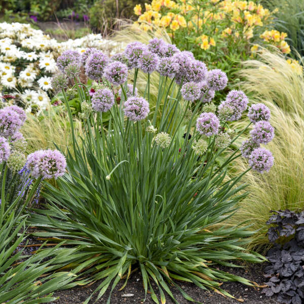 'Bubble Bath' Allium
