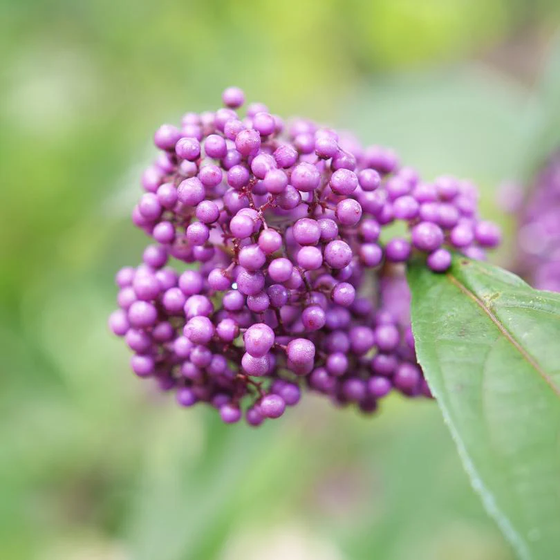 Bubble Up™ Beautyberry (Callicarpa) - Image 3