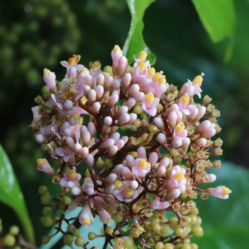 Bubble Up™ Beautyberry (Callicarpa) - Image 5