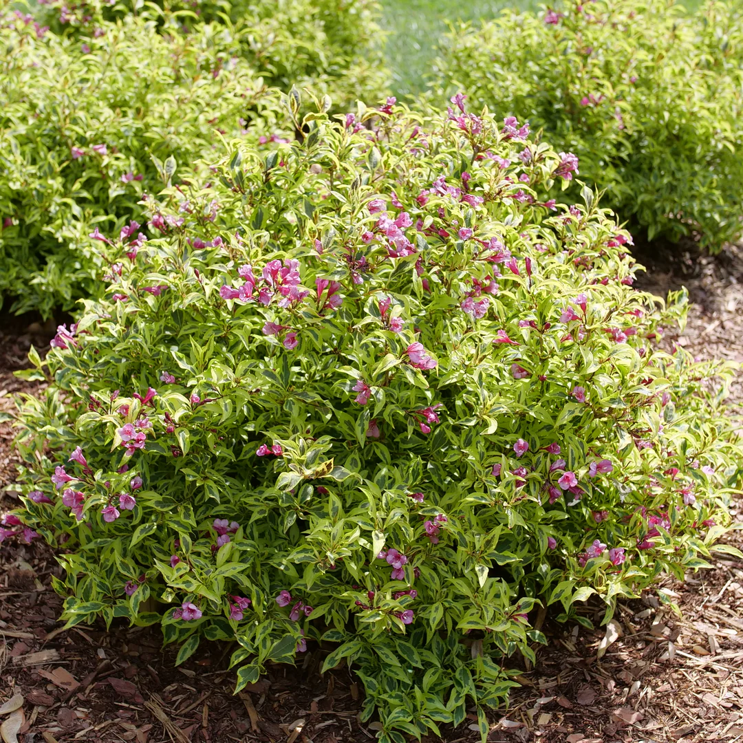 Bubbly Wine® Weigela - Image 3