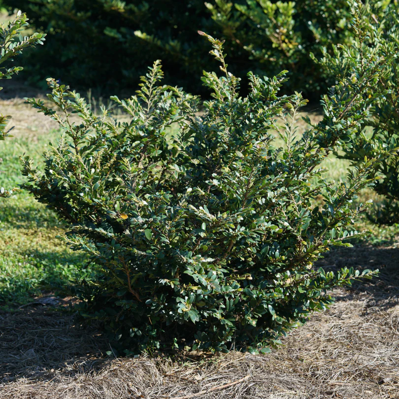 Buckhead™ Bold Distylium