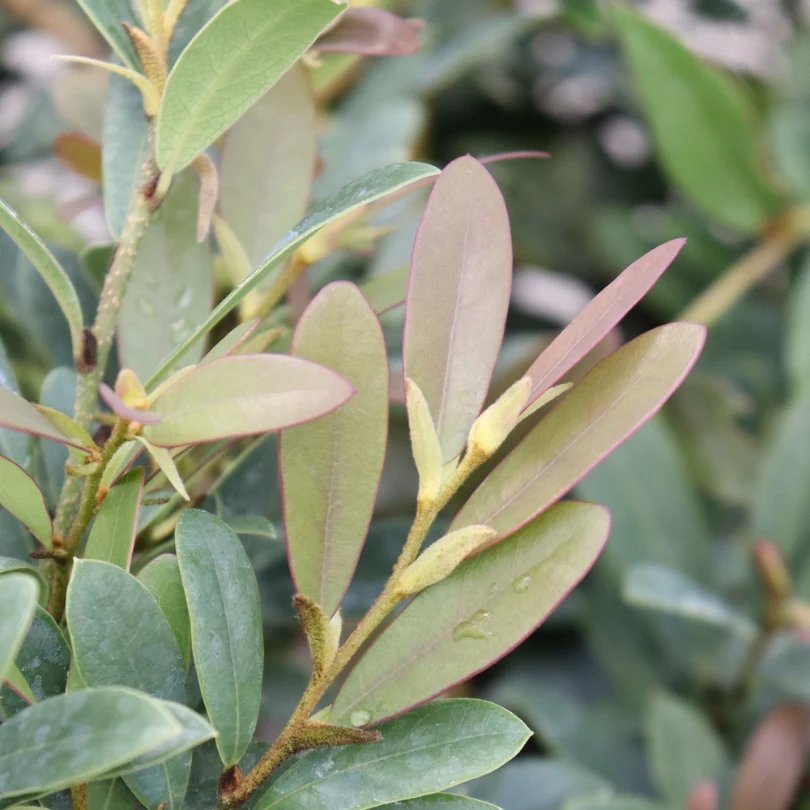 Buckhead™ Bold Distylium - Image 4