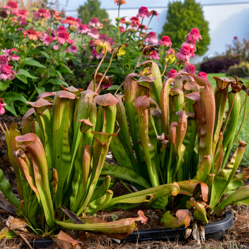 'Bug Bat' Pitcher Plant (Saracennia) - Image 2