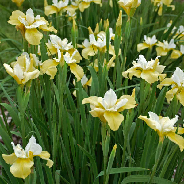 'Butter & Sugar' Siberian Iris