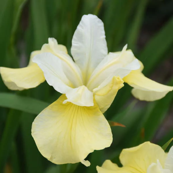 'Butter & Sugar' Siberian Iris - Image 3
