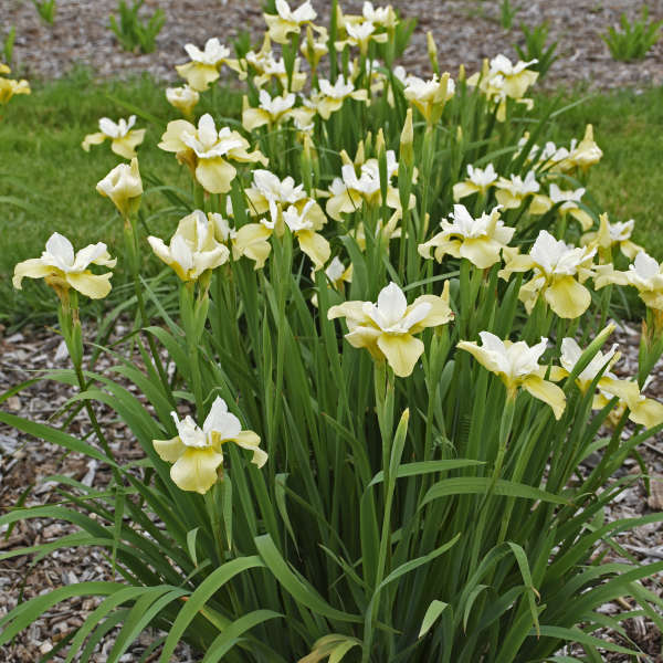 'Butter & Sugar' Siberian Iris - Image 4