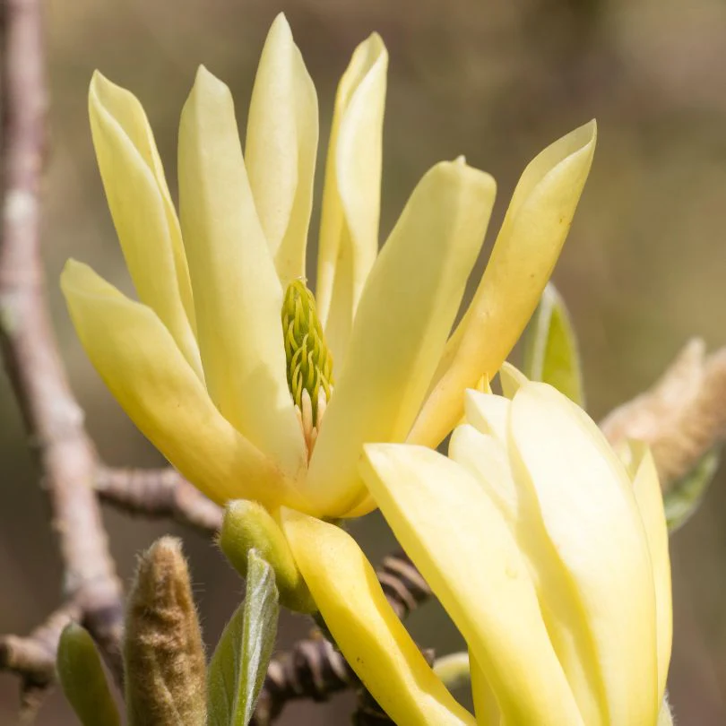 'Butterflies' Magnolia