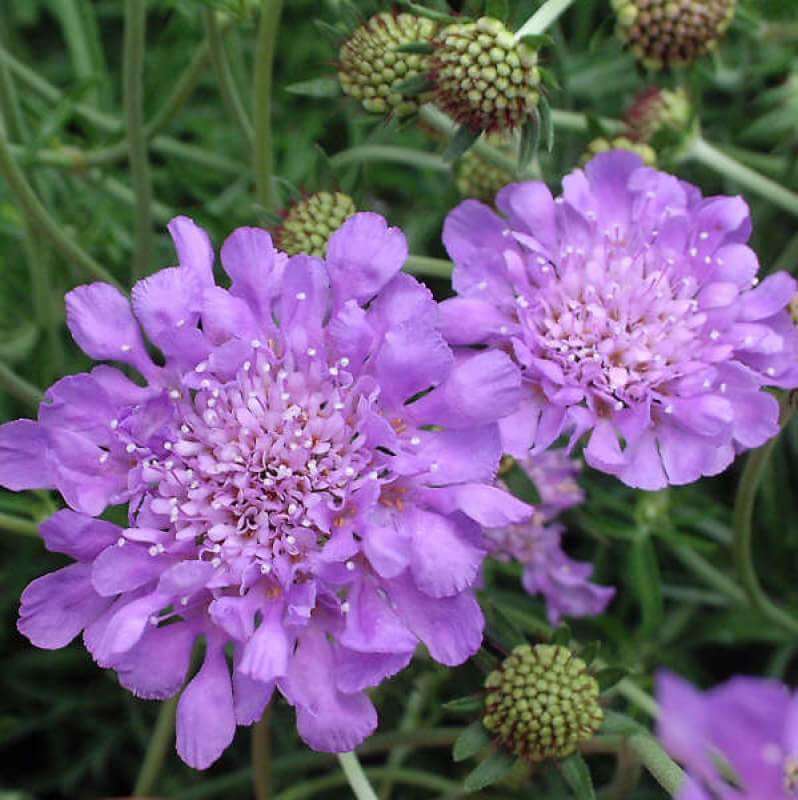 'Butterfly Blue' Pincushion Flower (Scabiosa)