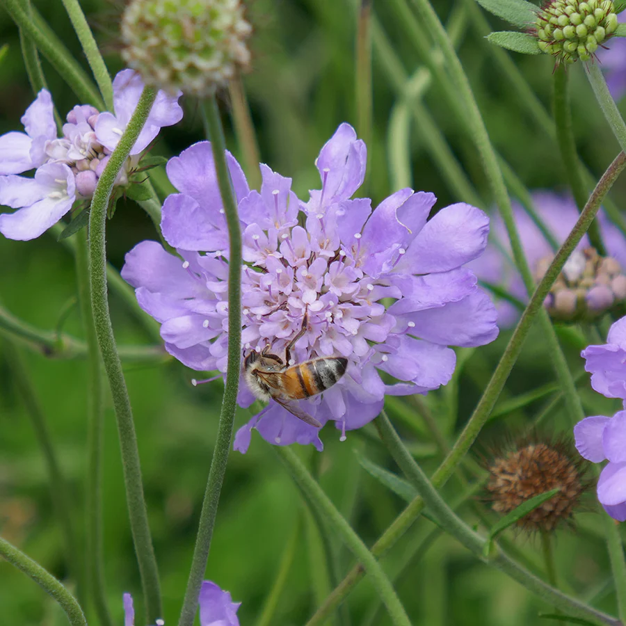 'Butterfly Blue' Pincushion Flower (Scabiosa) - Image 3