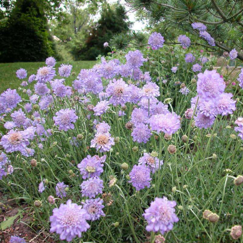 'Butterfly Blue' Pincushion Flower (Scabiosa) - Image 4