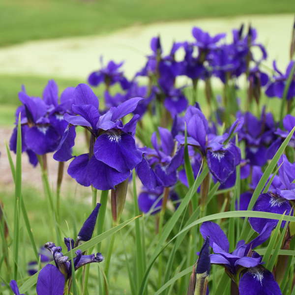 'Caesar's Brother' Siberian Iris