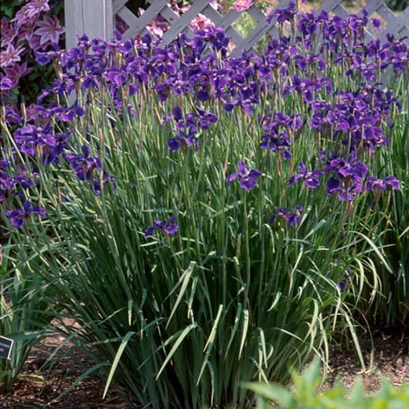 'Caesar's Brother' Siberian Iris - Image 2