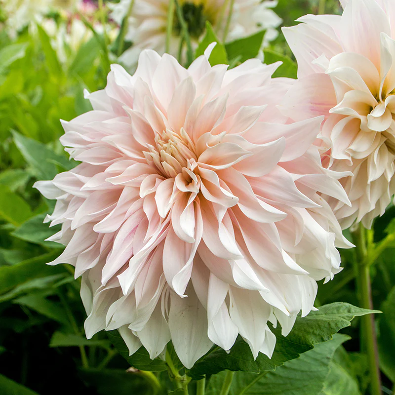 'Café au Lait' Dahlia