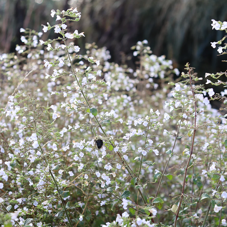 Calamint - Image 5