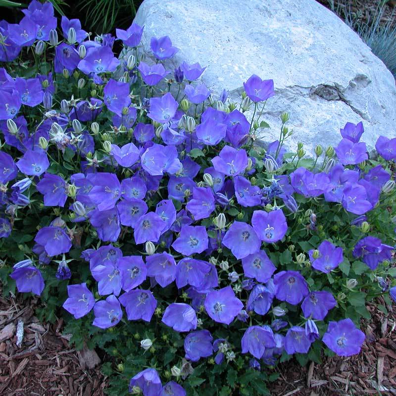 'Rapido Blue' Bellflower (Campanula) - Image 3