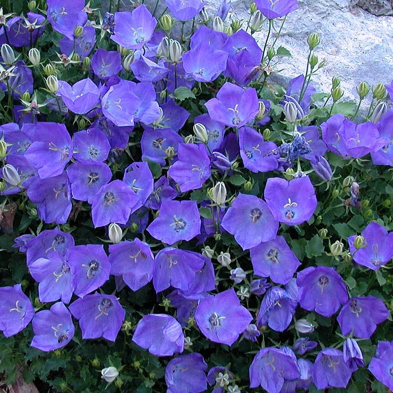 'Rapido Blue' Bellflower (Campanula) - Image 4