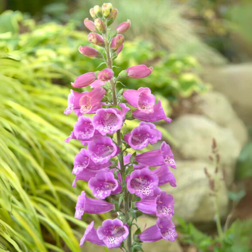 'Candy Mountain' Foxglove (Digitalis)