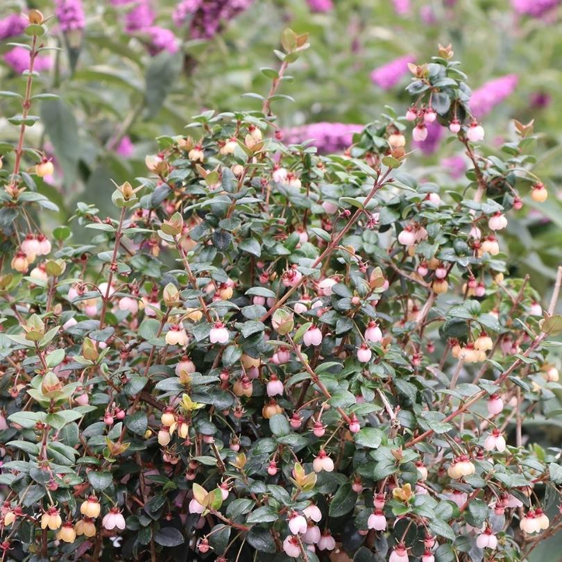Candybox™ Chilean Guava (Ugni)