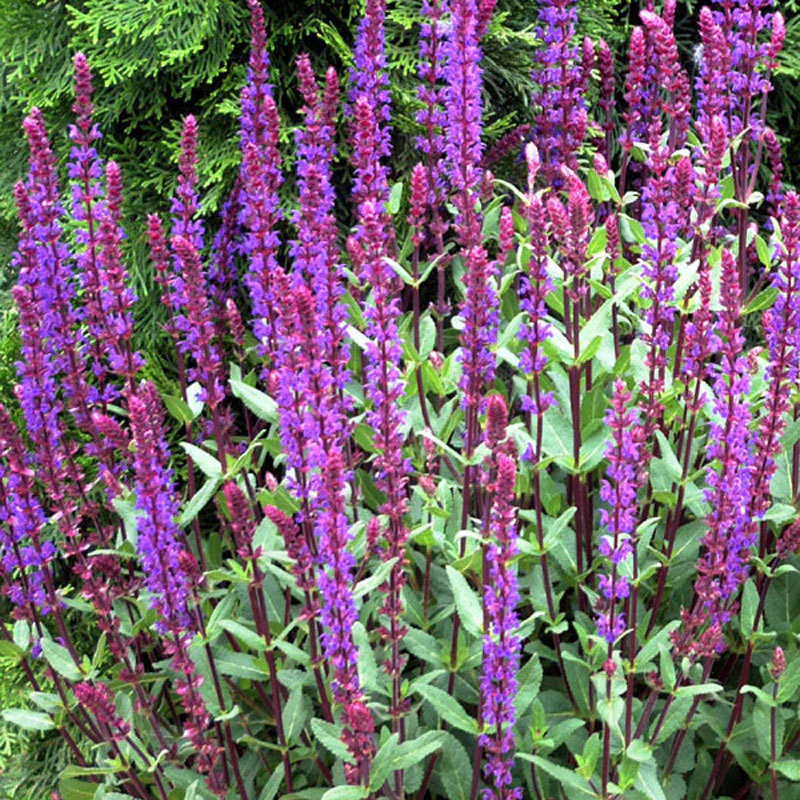 'Caradonna' Salvia - Image 3