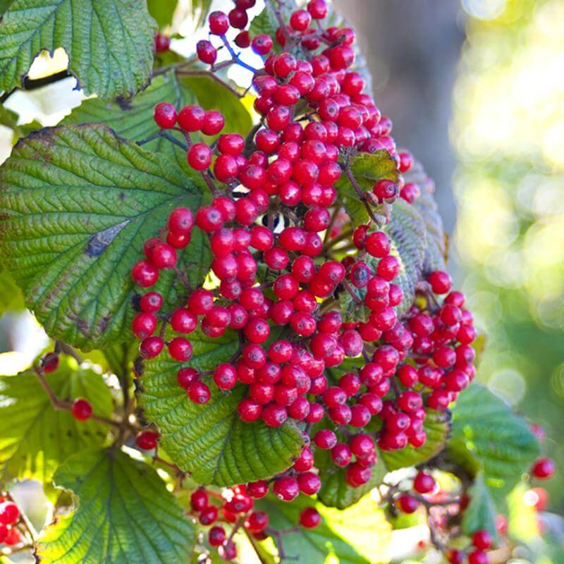 Cardinal Candy® Linden Viburnum - Image 3